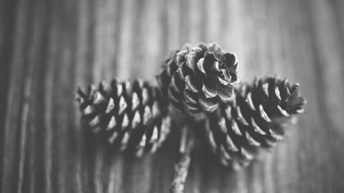 M&A Bankers Set to Earn $225 Million on Warner Bros. Deal as Boutiques Cash In