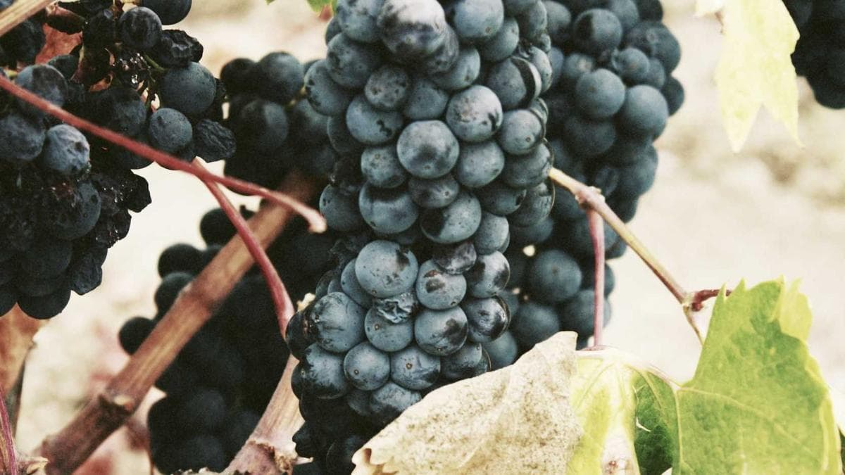 Canva Marketing Chief Details AI Strategy in Rare Public Appearance