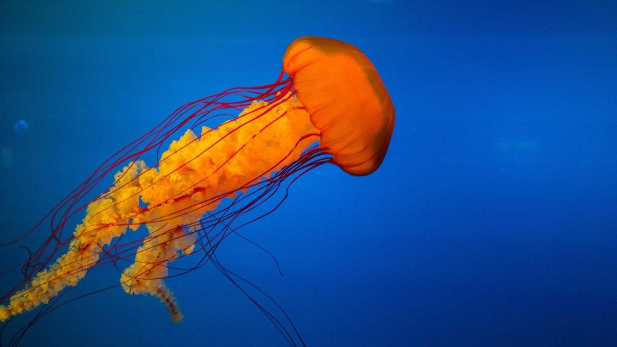 Information Asymmetry in Equity Markets Costs Economy $200 Billion Annually in Lost Investment, Wharton Study Finds