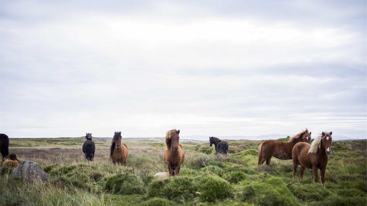 Ireland’s Data Watchdog Opens Probe Into X Over AI-Generated Sexual Content