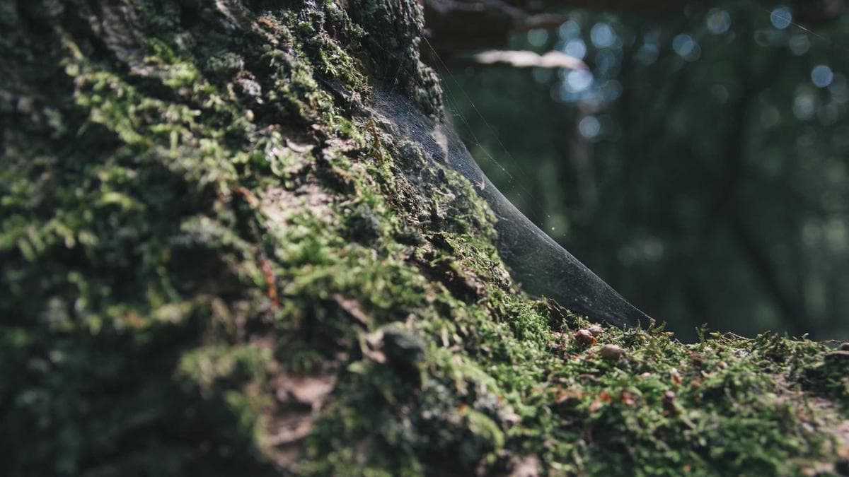 “No KYC” Crypto Cards Tap Corporate Issuing Loopholes