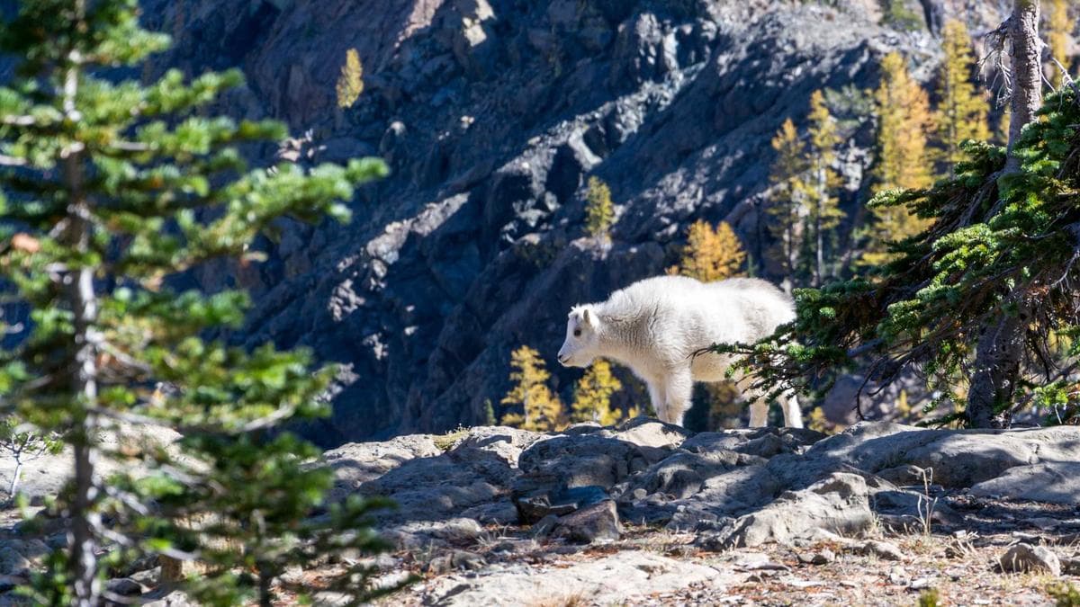 Campaign Messaging Study Reveals Voter Polarization Risk for Corporate Political Strategists