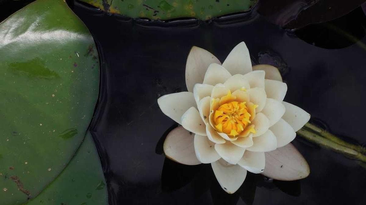 Amazon Cloud Service Disrupted After AI Coding Assistant Deployed Faulty Code